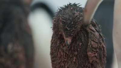 This tiny chick at this point
has zero chances of surviving. - Frozen Planet II
