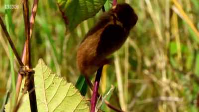 This tiny harvest mouse weighs
less than a 20 pence piece. - Wales: Land of the Wild
