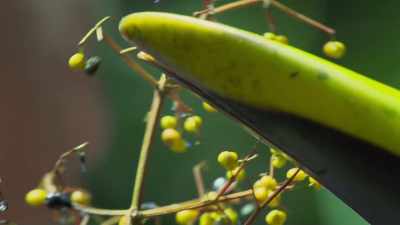 This toucan likes fruit, - Attenborough's Life in Colour