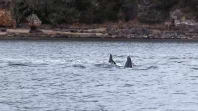 ''This traditional family feast'' - Secrets of the Whales