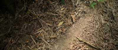 This trail
that I just came across here, - Alien Worlds