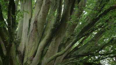 This tree is quite exceptional.
It's huge, but very graceful. - A Compassionate Spy