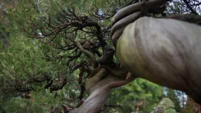 This tree really birthed
the more wild aesthetic - Trees and Other Entanglements