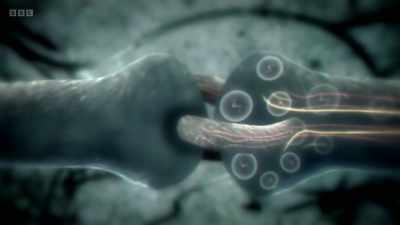 This triggers it to produce
new structural proteins - The Human Body: Secrets of Your Life Revealed