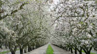 This type of intensive,
streamlined agriculture - The Green Planet