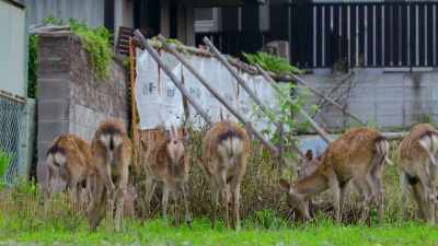This unassuming patch
was once part of their grazing grounds. - The Year Earth Changed