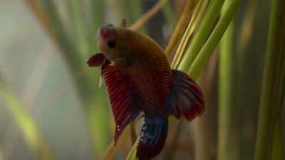 This union encourages her
to release her eggs. - Our Planet