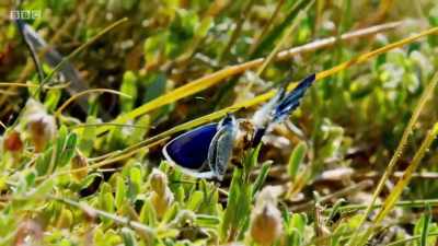 This unwanted attention could
damage our male's still damp wings. - Wales: Land of the Wild