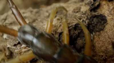 This venom can
induce severe pain, - Kings of Pain