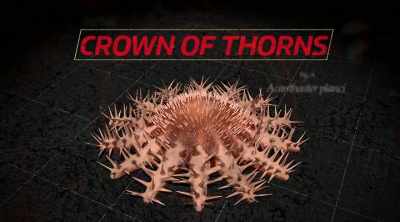 This venomous starfish
was actually named - Kings of Pain