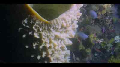 This volcano sponge was alive
before the pyramids were built. - Our Oceans
