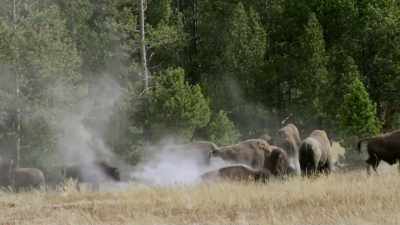 This wallowing
behavior by the males - Yellowstone: One-Fifty