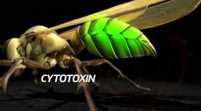 This wasp has cytotoxins that
can last for days. - Kings of Pain