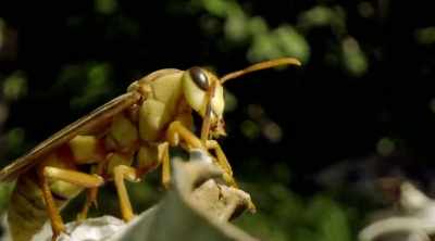 This wasp definitely earns its
name, - Kings of Pain
