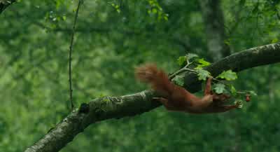 This way, me scattered squirrel. - Dolittle