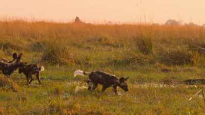 This wet ground is completely new to them. - Wild Babies