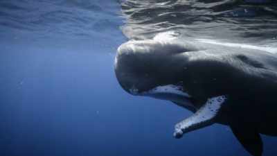 "This whale is missing part of its jaw." - Secrets of the Whales