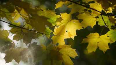 This is when many trees
produce their fruit. - Prehistoric Planet
