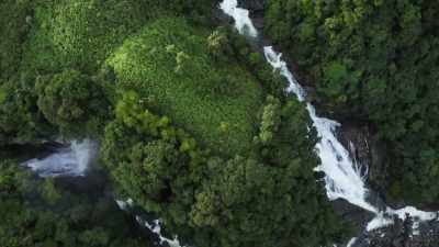 This is when the relationship
between fig trees and the Khasi - The Green Planet
