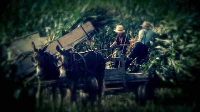 This is where I learned
about corn husking by hand. - Sins of the Amish