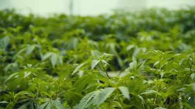 This is where plants come
until they're big enough - Wake & Bake with Dom Brown