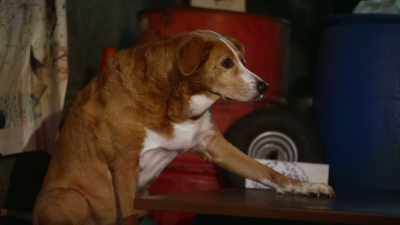 This whole thing is going down
on the 21st - Junkyard Dogs
