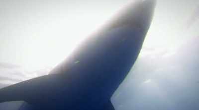 This is why thousands of thrill
seekers come to Guadalupe, - Shark Attack Files