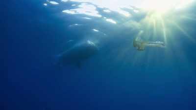 This will be a bonanza
for the creatures of the deep. - Blue Planet II