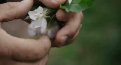 This will be the -- - The Pollinators