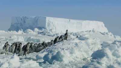 This will require
mountaineering skills. - Frozen Planet II