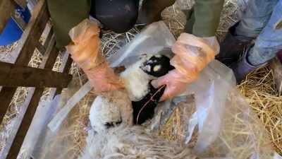 This is Wilson, the pet lamb, - Our Yorkshire Farm
