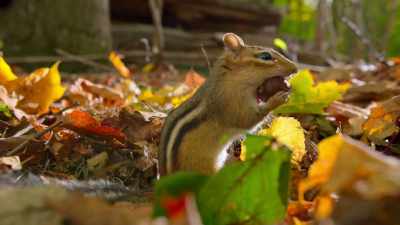 This windfall only lasts a week or two,
so time to stock up. - Tiny World
