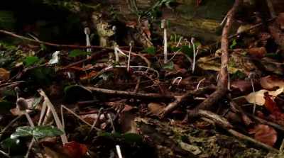 This world of ours
is always changing, - Fantastic Fungi