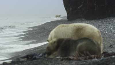 This is Wrangel... - Frozen Planet II