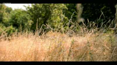 This year has shown the
vulnerability of our societies. - Extinction: The Facts