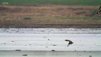 This young bird and all the other
white-tailed eagles here on Islay - Wild Isles