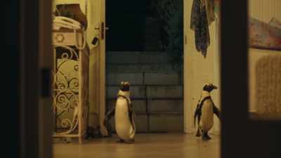 This young bird has had a thing for Lord C - Penguin Town