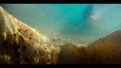 This young female is developing the skills - Our Oceans