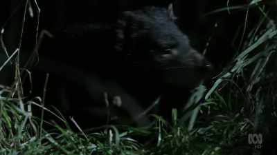 This young female will have to learn - David Attenborough's Tasmania