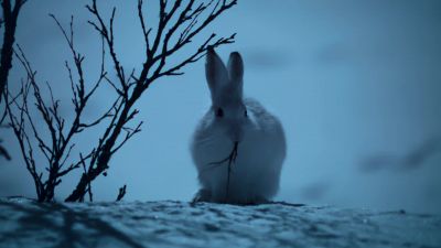 This young male is having a midnight snack. - Earth at Night in Color