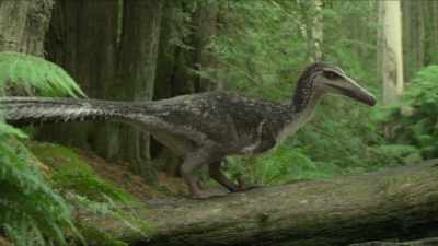 This young male,
still in his juvenile colors, - Prehistoric Planet