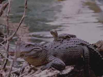 This young midshipman
proudly surveying
the quarterdeck - Prowlers of the Everglades