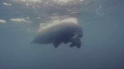This young mother - Oceans: Our Blue Planet
