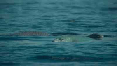 This young tuarangisaur could live
for 80 years. - Prehistoric Planet