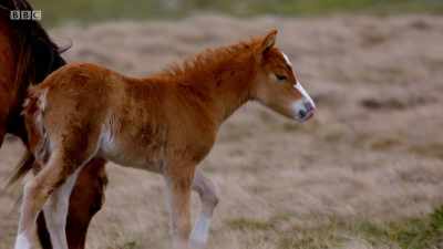 This youngster has competition
for his mother's affections. - Wales: Land of the Wild