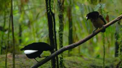 This youngster wants to stick around - Dancing with the Birds