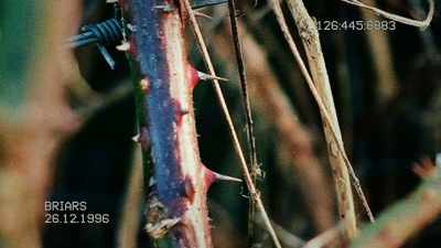 Thorny, extremely strong, - Sophie: A Murder in West Cork