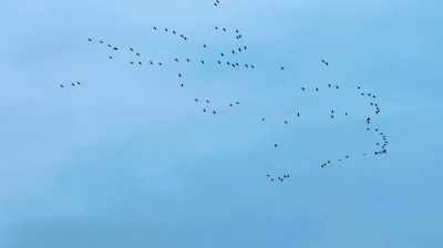 THOSE ARE THE SANDHILL CRANES
MIGRATING, AND IN THE SPRING, - Dino Hunters