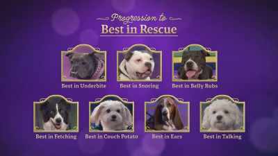 Those are the sensational seven - 2022 American Rescue Dog Show