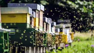 Those are the top of apiaries
for beekeepers. - High Potential